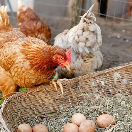 Agricamping Garda Natura Bauernhof *